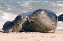 Seals resting on the beach at La Jolla